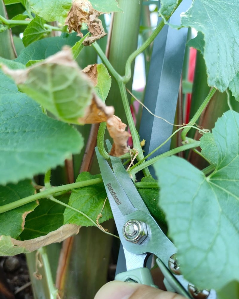 Fondwell 6" Pruning Shears Garden Scissors: Ultra Sharp Garden Clippers - Reliable Flower Snips for Trimming Small Plants - Image 5